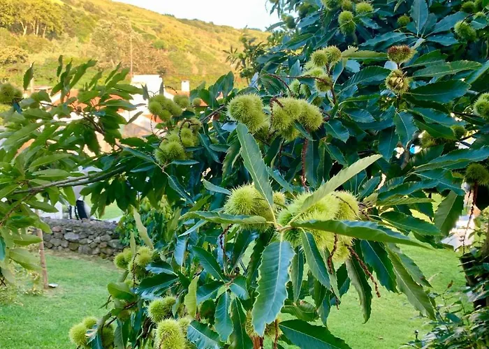 בית נופש Casa Do Milhafre - Villaverde Azores *